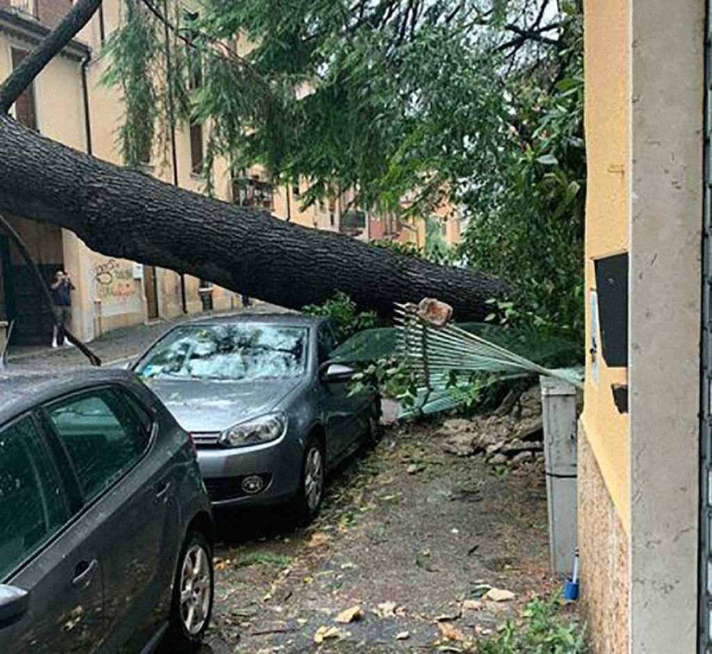 albero abbattuto Verona